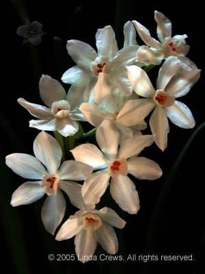 Paperwhite Narcissus Spray